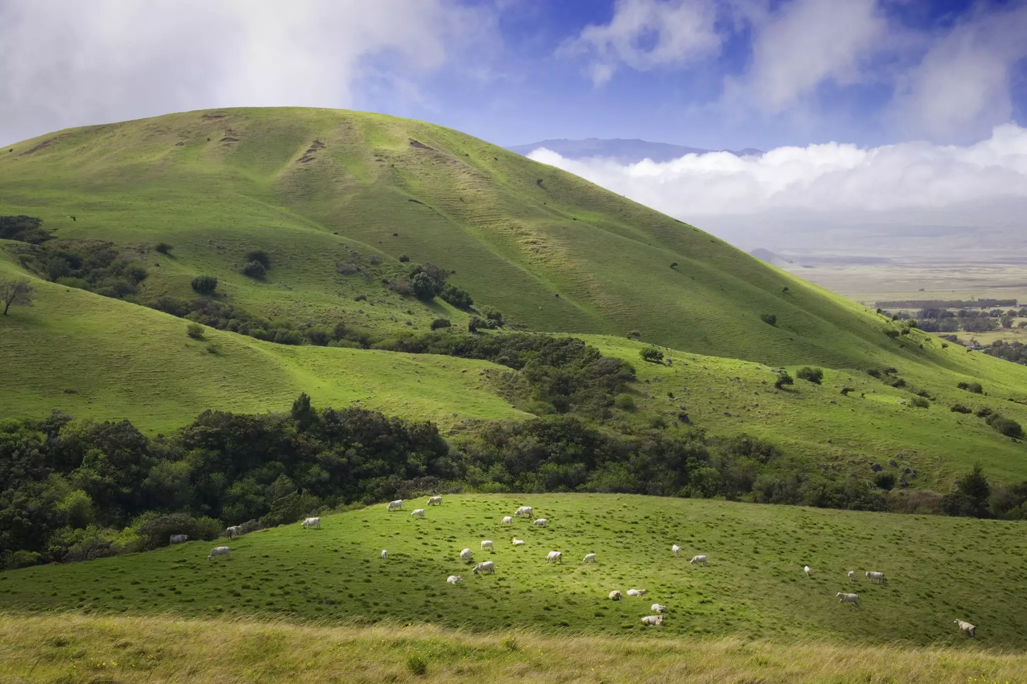 Sheep dot a hilly green landscape on a mostly sunny day with low-hanging puffy clouds in the distance.