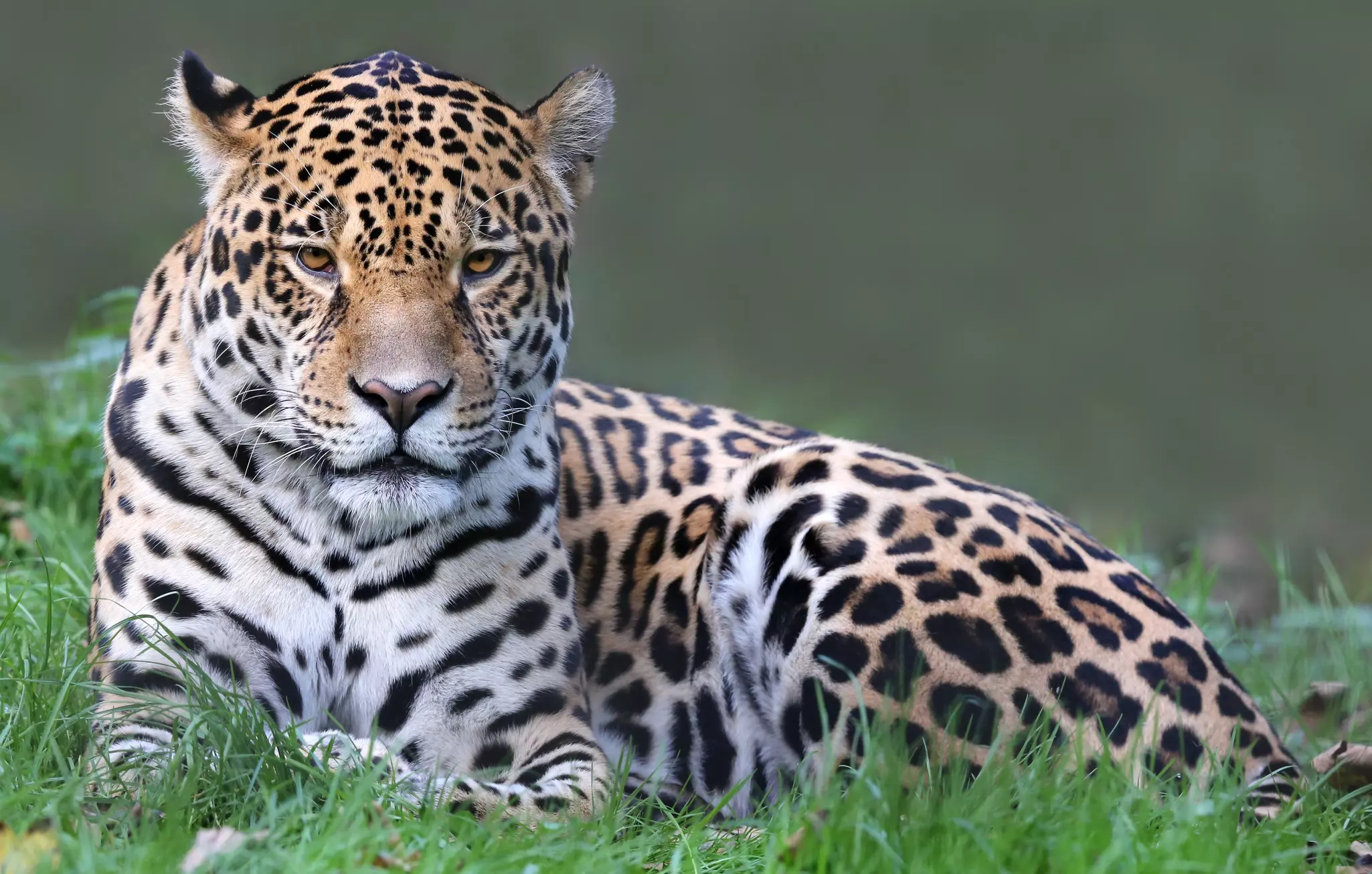 Close-up of a jaguar - a large spotted cat - lying on the grass.