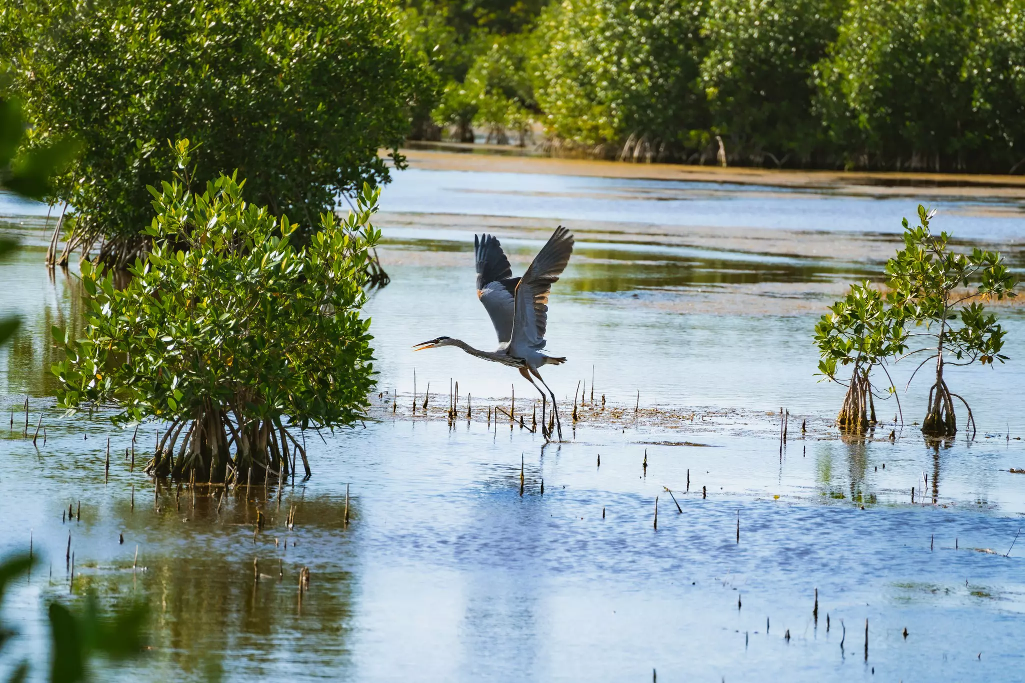 A blue heron lands on the water in a swamp.
