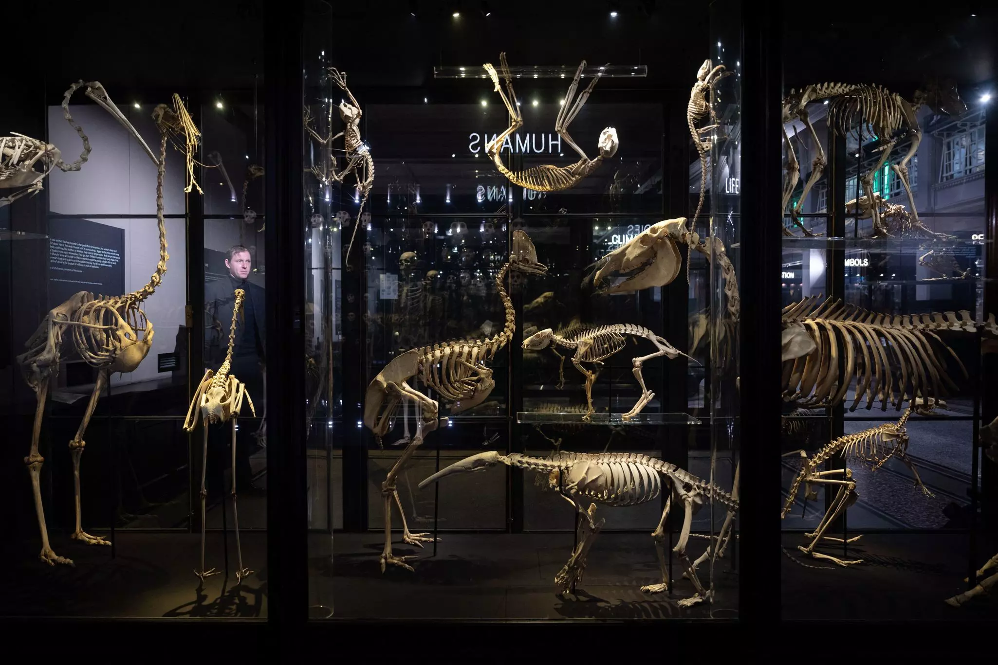 A member of museum staff views animal skeletons on display in Manchester Museum ahead of its reopening after a long refurbishment © OLI SCARFF/AFP via Getty Images