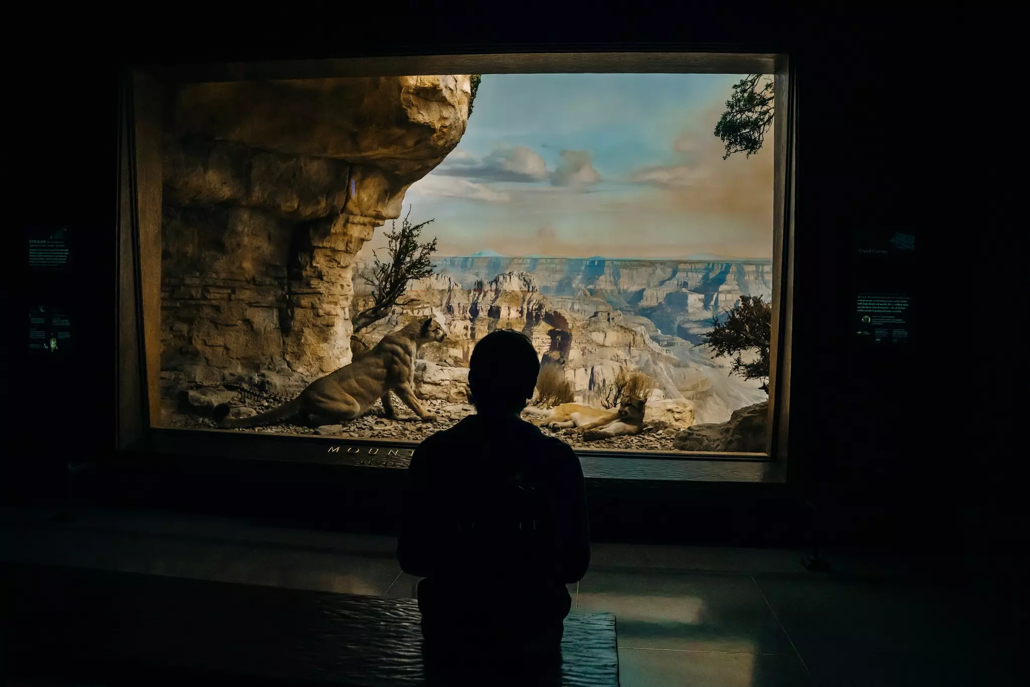 Displays at American Museum of Natural History, New York, USA.