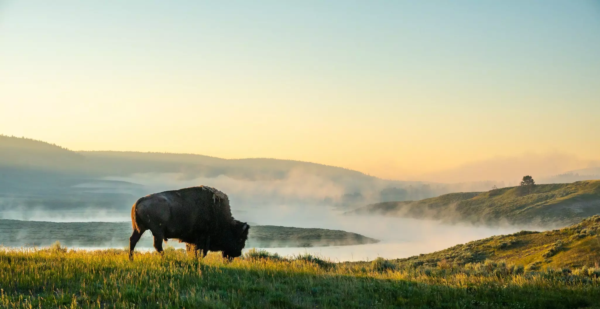 A bison walks toward the Yellowstone River in Yellowstone National Park. Kelly vanDellen / Shutterstock