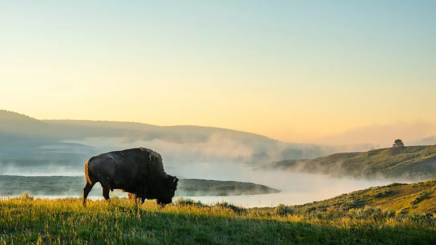 A bison walks among low grassland prairie in front of a river that is fogging in the early morning