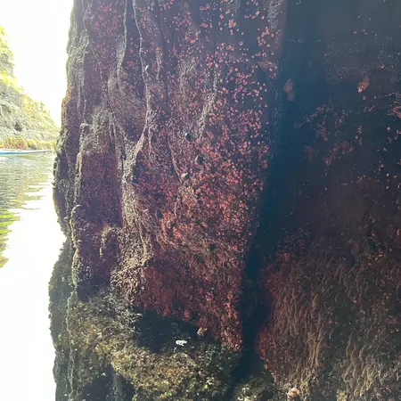 Red lichens grow on a cave wall 