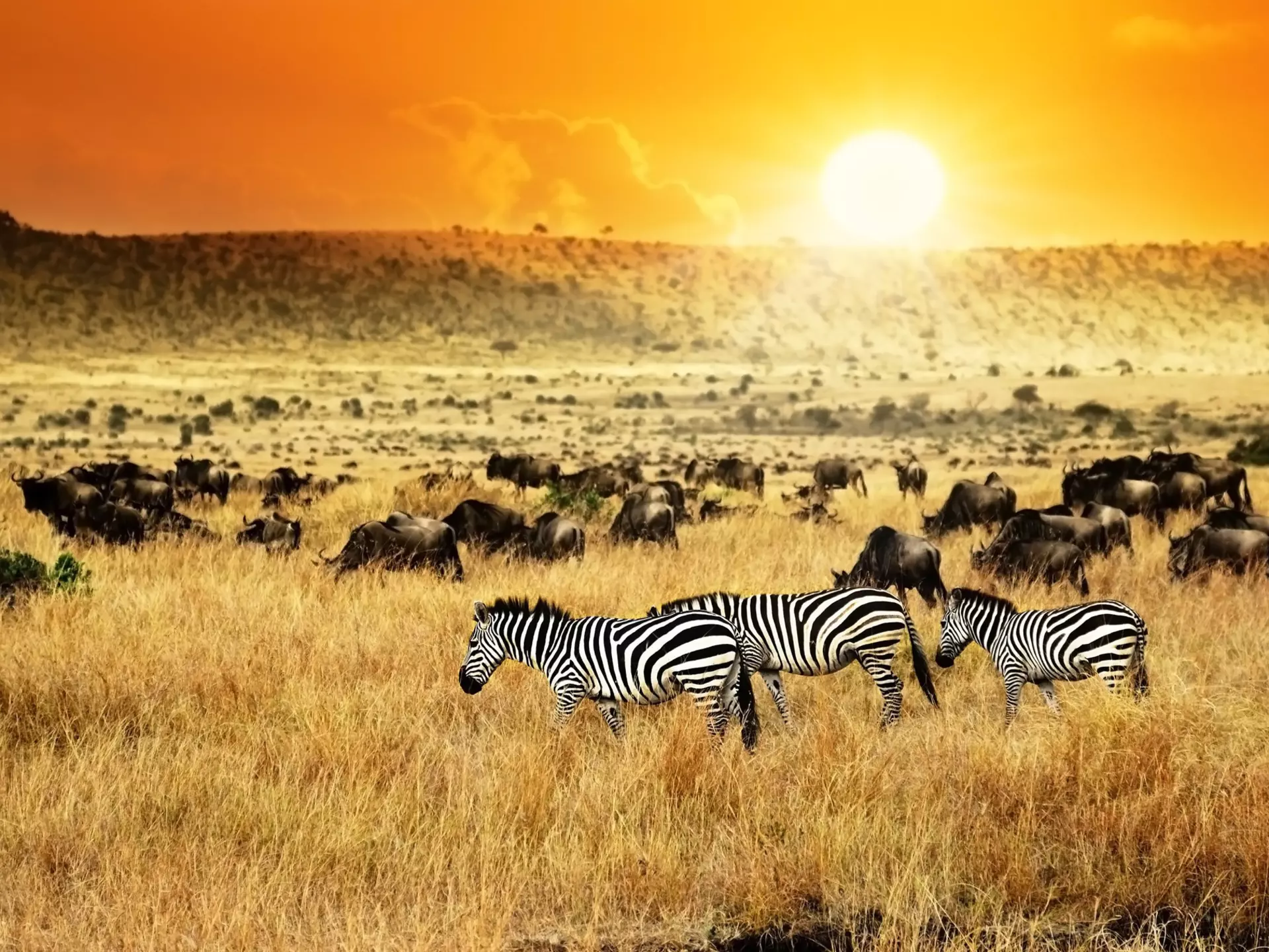African landscape. Zebras herd and antelopes wildebeest at sunset, Kenya
296968166
adventure, africa, african, animal, antelope, black, blue, bush, creature, dawn, environment, evening, field, gnu, grass, grassland, group, herd, holiday, horse, kenya, light, mammal, mara, masai, meadow, migration, natural, nature, outdoor, safari, savanna, savannah, sky, striped, stripes, sun, sunrise, sunset, travel, vacation, vegetation, white, wild, wildebeest, wildlife, wildness, yellow, zebra