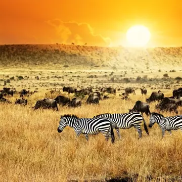 African landscape. Zebras herd and antelopes wildebeest at sunset, Kenya
296968166
adventure, africa, african, animal, antelope, black, blue, bush, creature, dawn, environment, evening, field, gnu, grass, grassland, group, herd, holiday, horse, kenya, light, mammal, mara, masai, meadow, migration, natural, nature, outdoor, safari, savanna, savannah, sky, striped, stripes, sun, sunrise, sunset, travel, vacation, vegetation, white, wild, wildebeest, wildlife, wildness, yellow, zebra