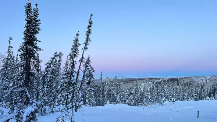 Pink sunrise over a snowy evergreen forest in Alaska.