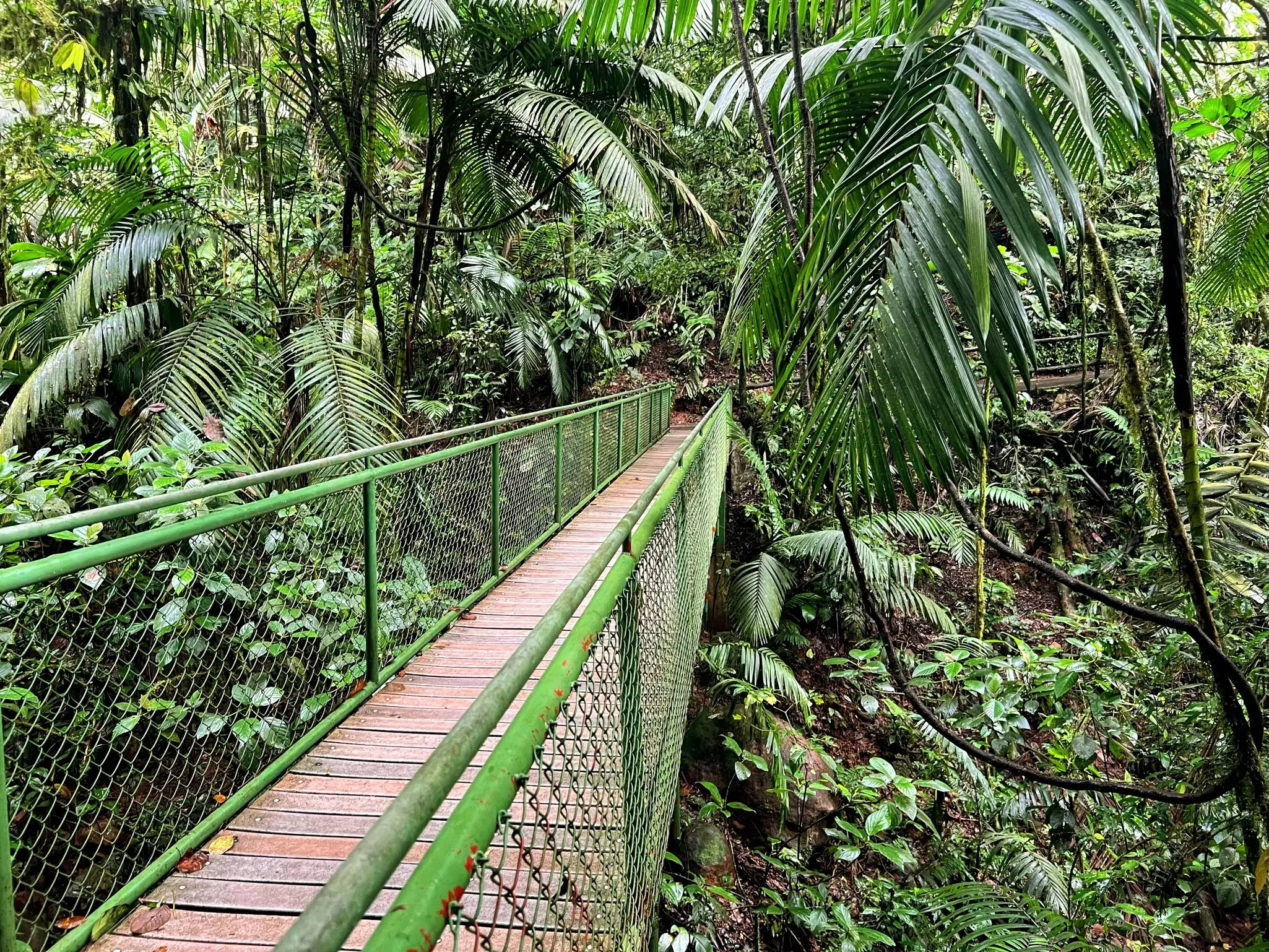 La Fortuna, Costa Rica 11-9-2024  Views of the pathways and hanging bridges at Mistico Park, License Type: media, Download Time: 2025-02-07T15:01:50.000Z, User: Ppeterson948, Editorial: true, purchase_order: 56530 - Guidebooks, job: Global Publishing WIP, client: Global Publishing WIP, other: Pia Peterson Haggarty