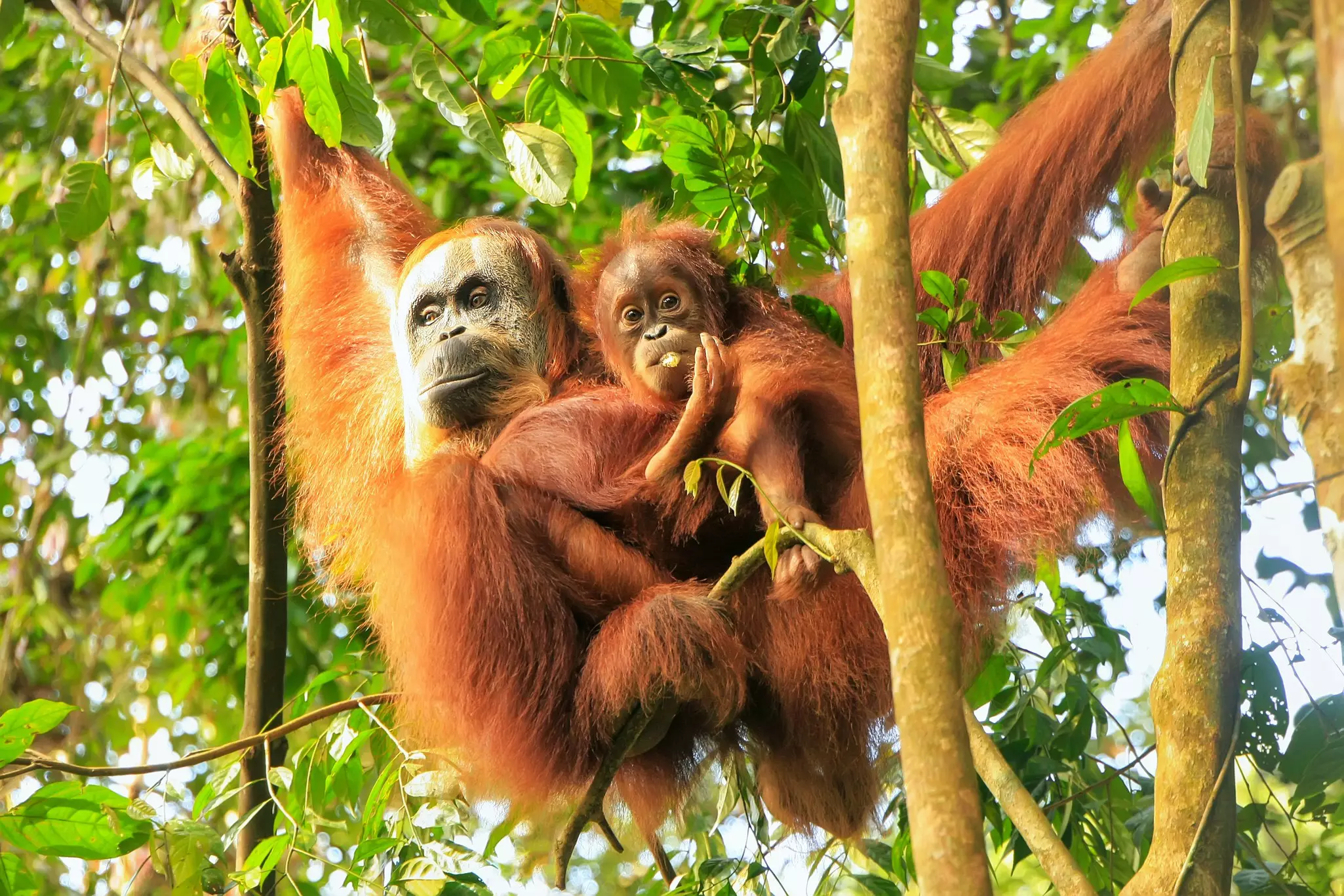Female Sumatran orangutan with a baby in the trees of Gunung Leuser National Park, Sumatra, Indonesia.