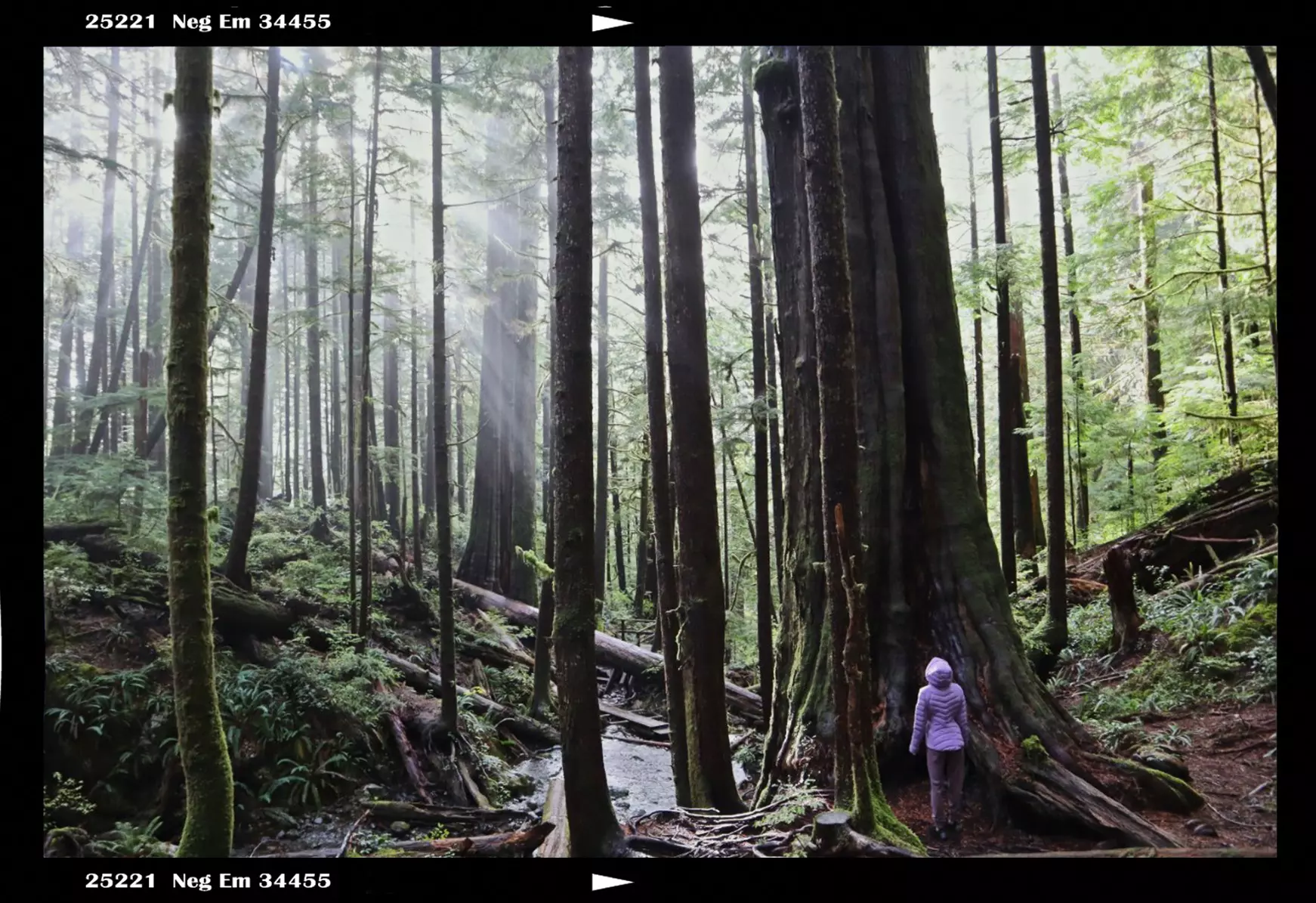 On non-stormy days, Vancouver Island offers spectacular hiking through old-growth forests  © Amber Gibson / Lonely Planet