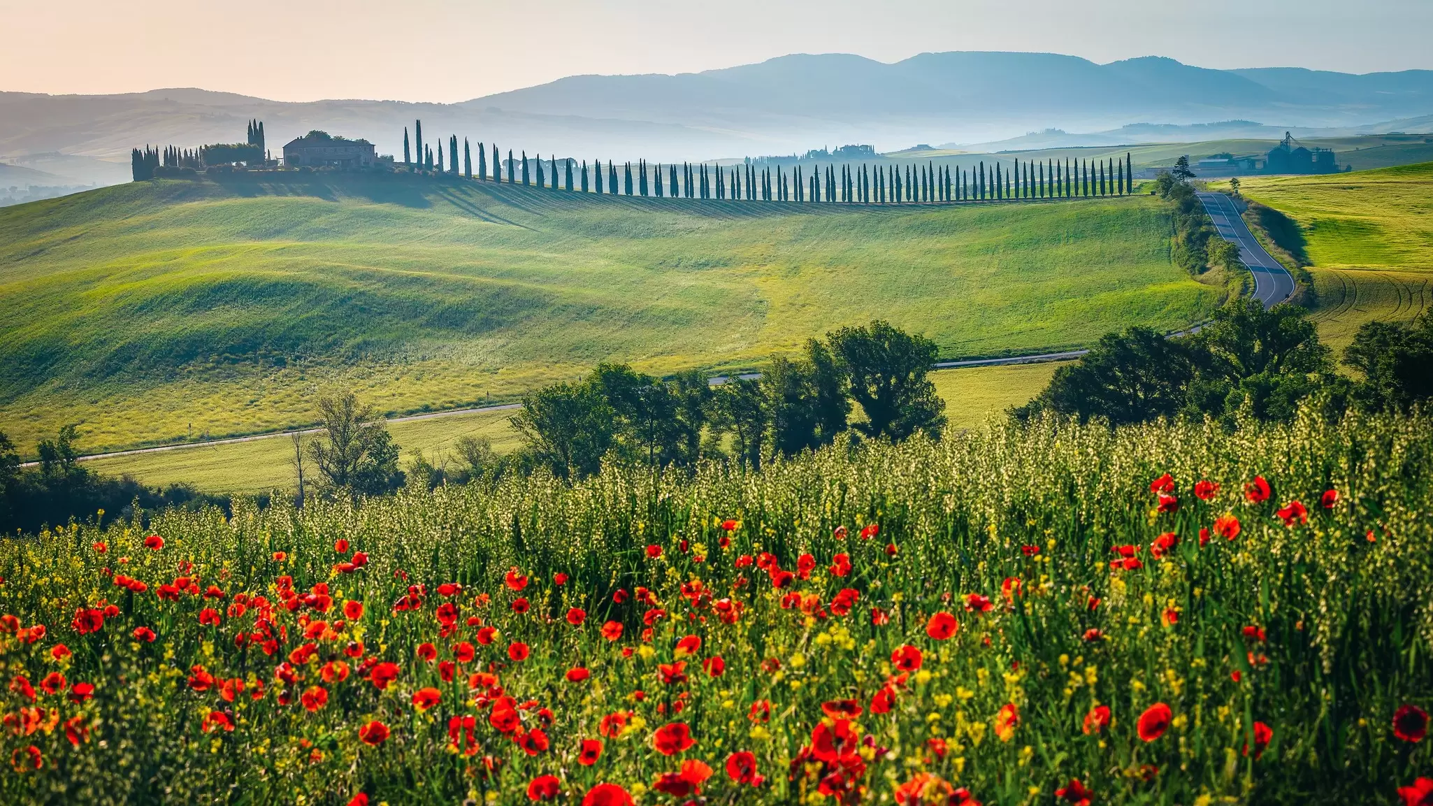 Poppies bloom on a hillside in Tuscany, Italy. Gaspar Janos/Shutterstock