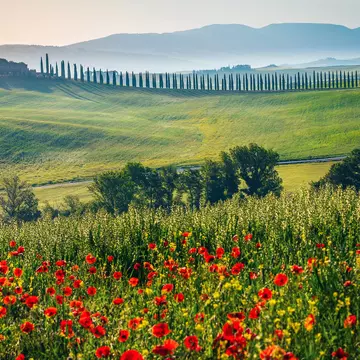Poppies bloom on a hillside in Tuscany, Italy. Gaspar Janos/Shutterstock