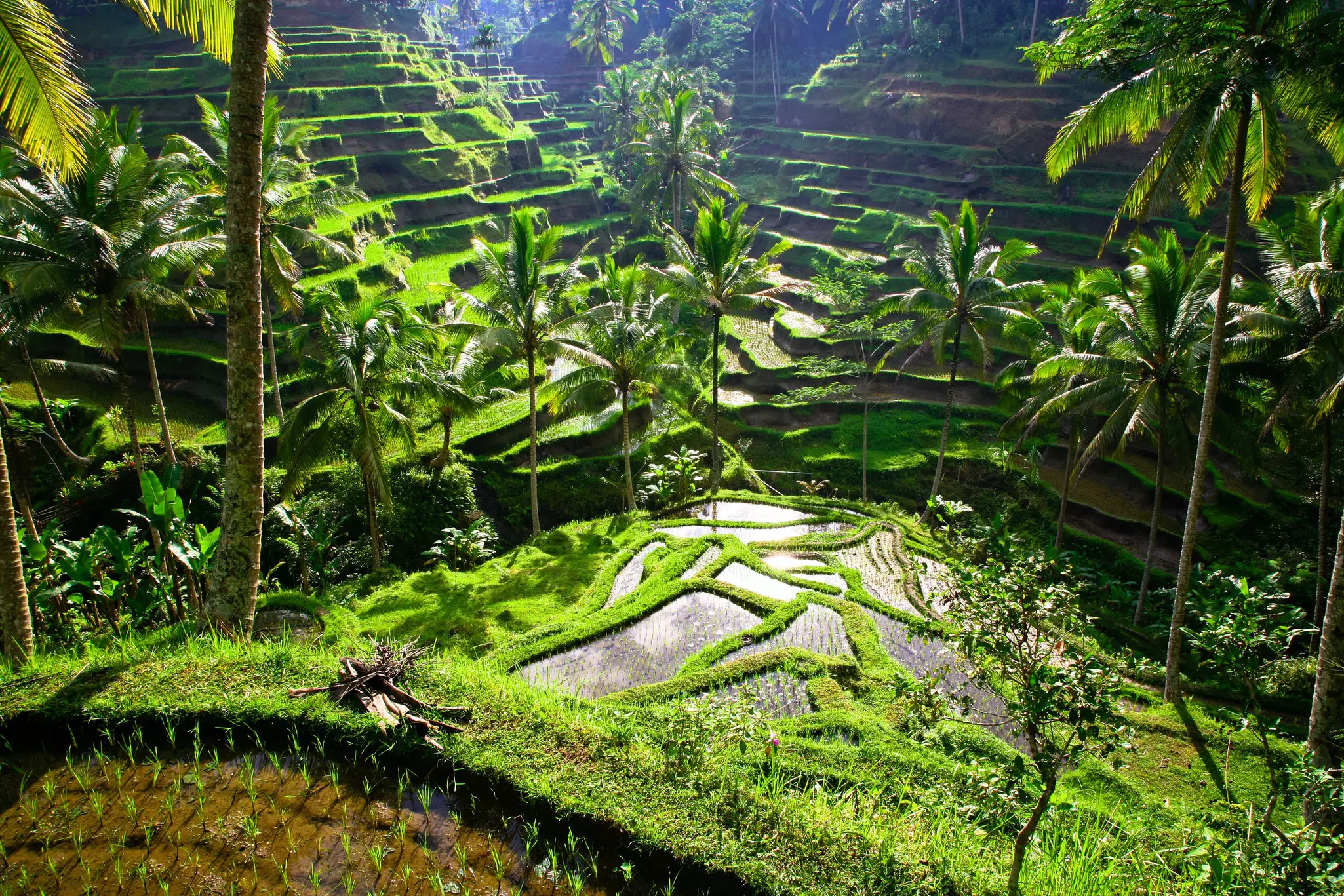 Green rice terraces cascade down a hillside near Ubud in Bali, Indonesia.