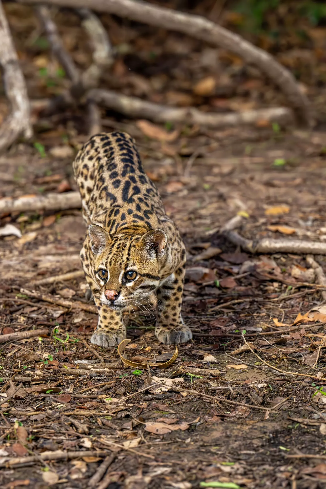 A tan cat with black spots on the forest floor in Brazil.