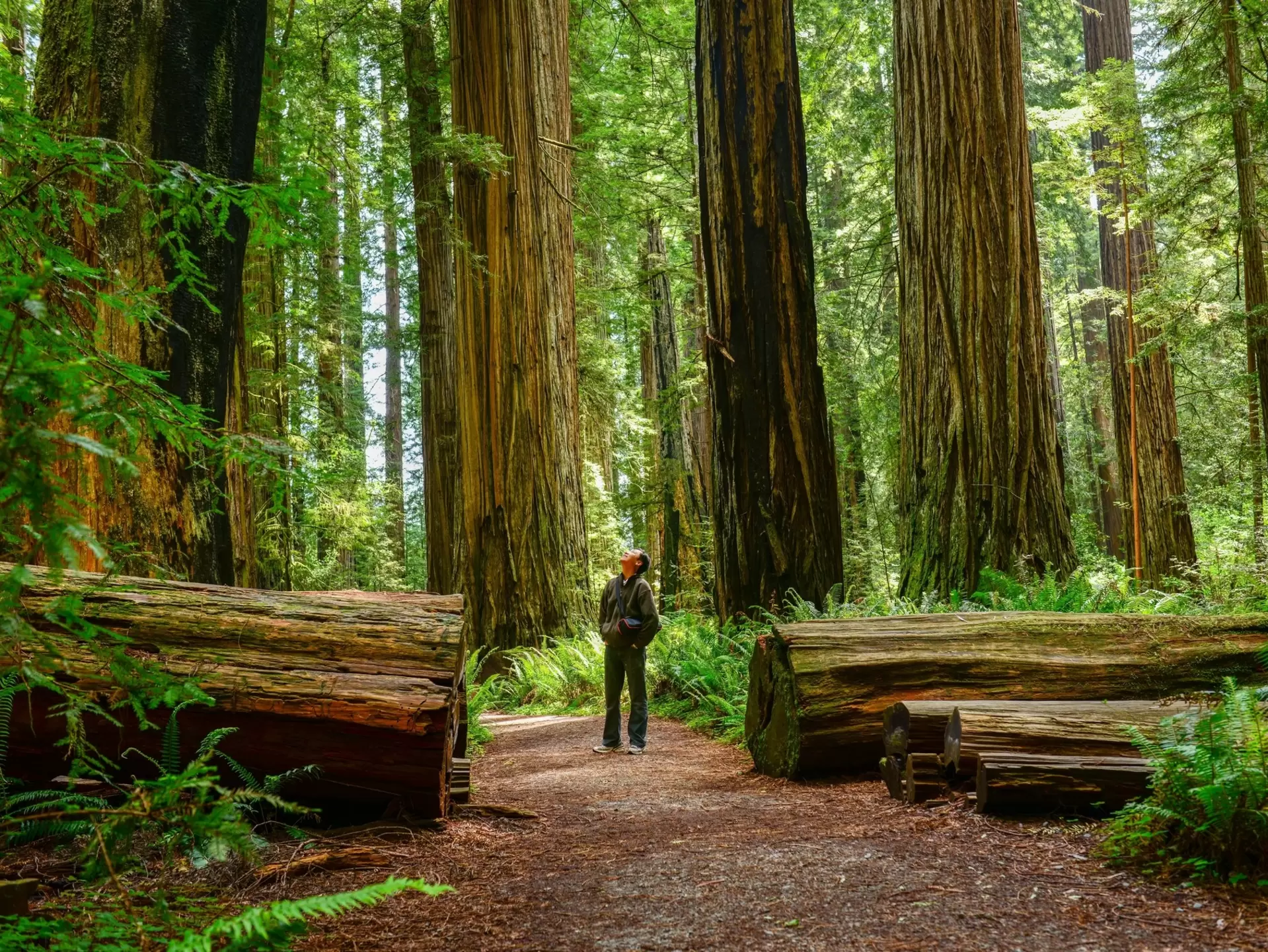 Man looking up at giant redwood trees at Redwood National and State Parks, California