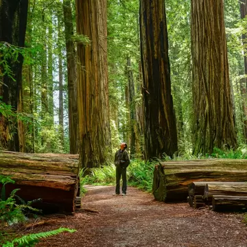 Man looking up at giant redwood trees at Redwood National and State Parks, California