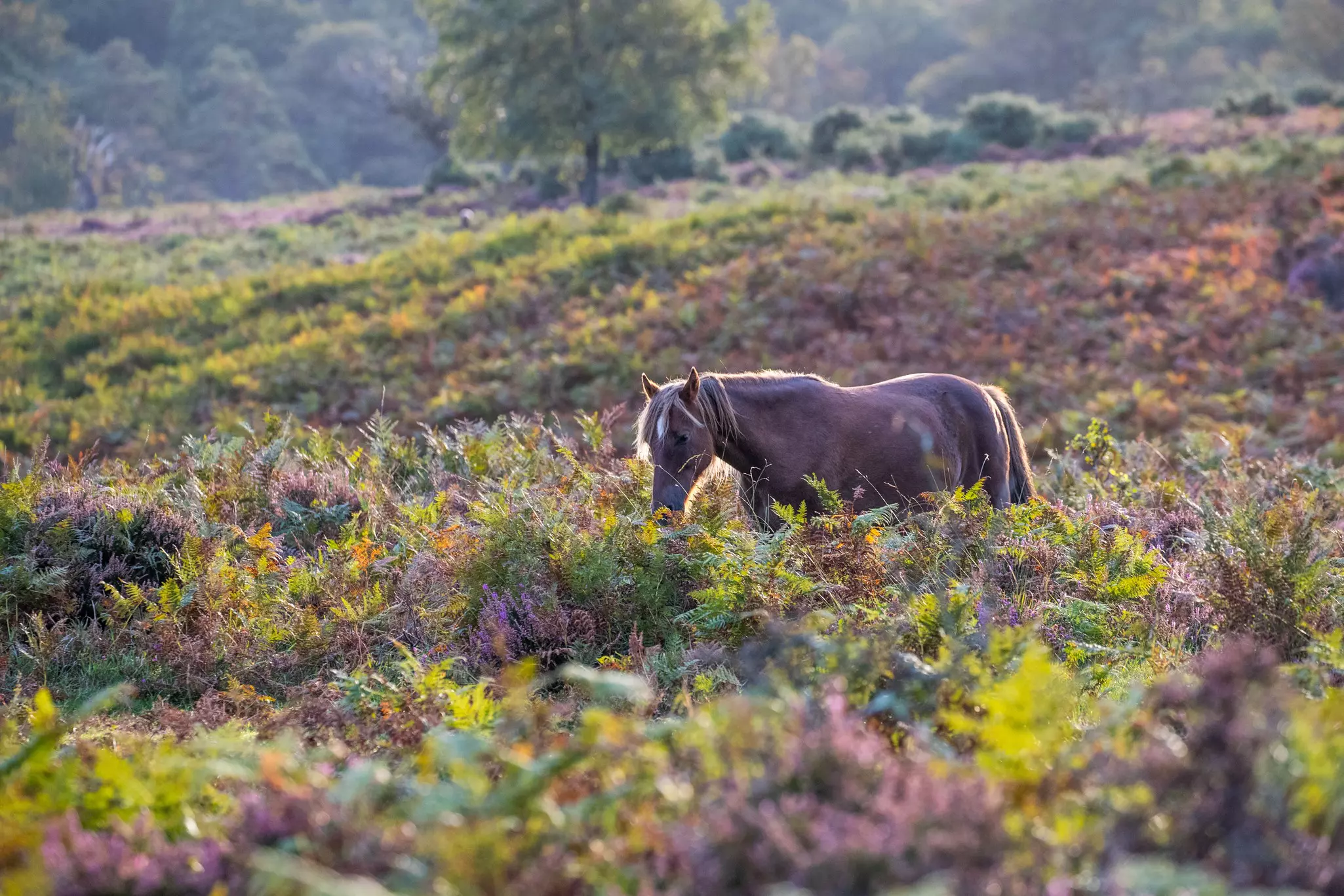 Ponies walk through the lush fields of the New forest. 