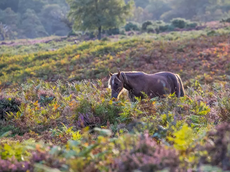 Ponies walk through the lush fields of the New forest. 