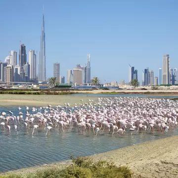 Greater flamingo's in the waters of the Wildlife Sanctuary Ras Al Khor, with the Dubai skyline beyond.
791505895
blue sky, phoenicopterus roseus, high rise buildings, skyline dubai, skyscrapers, low tide, mangrove, swamp, wildlife protection, wildlife reserve, national park, greater flamingo, flamingo's, ras al khor, ras al khor wildlife sanctuary, uae, united arab emirates, dubai