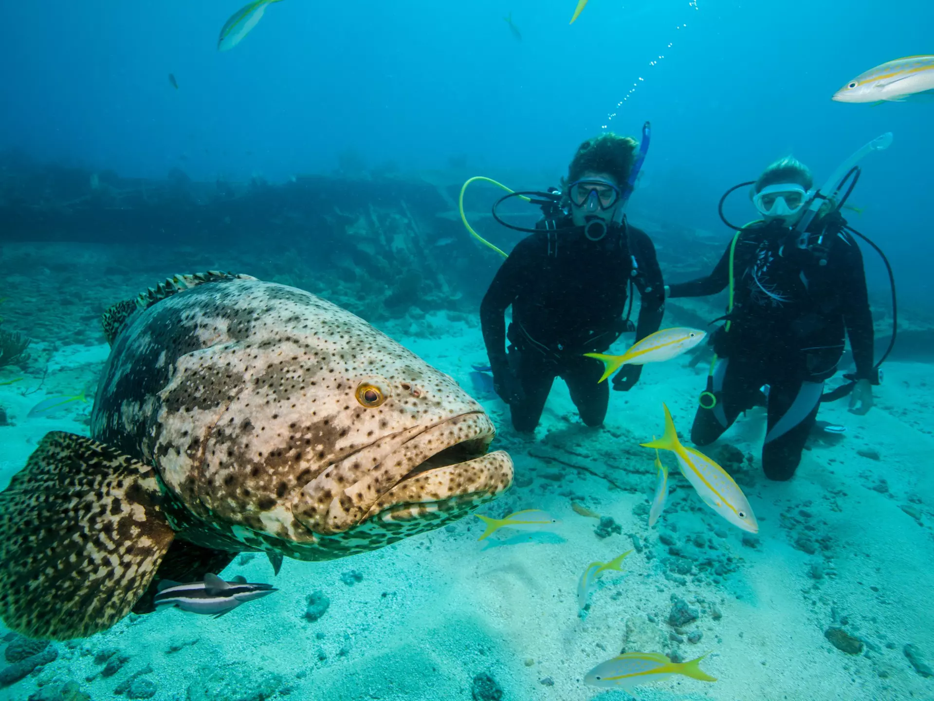 Extraordinary marine life lies off the long coast of Florida. WaterHouse Marine Images/Shutterstock