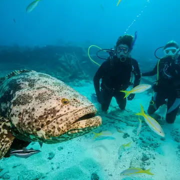 Extraordinary marine life lies off the long coast of Florida. WaterHouse Marine Images/Shutterstock