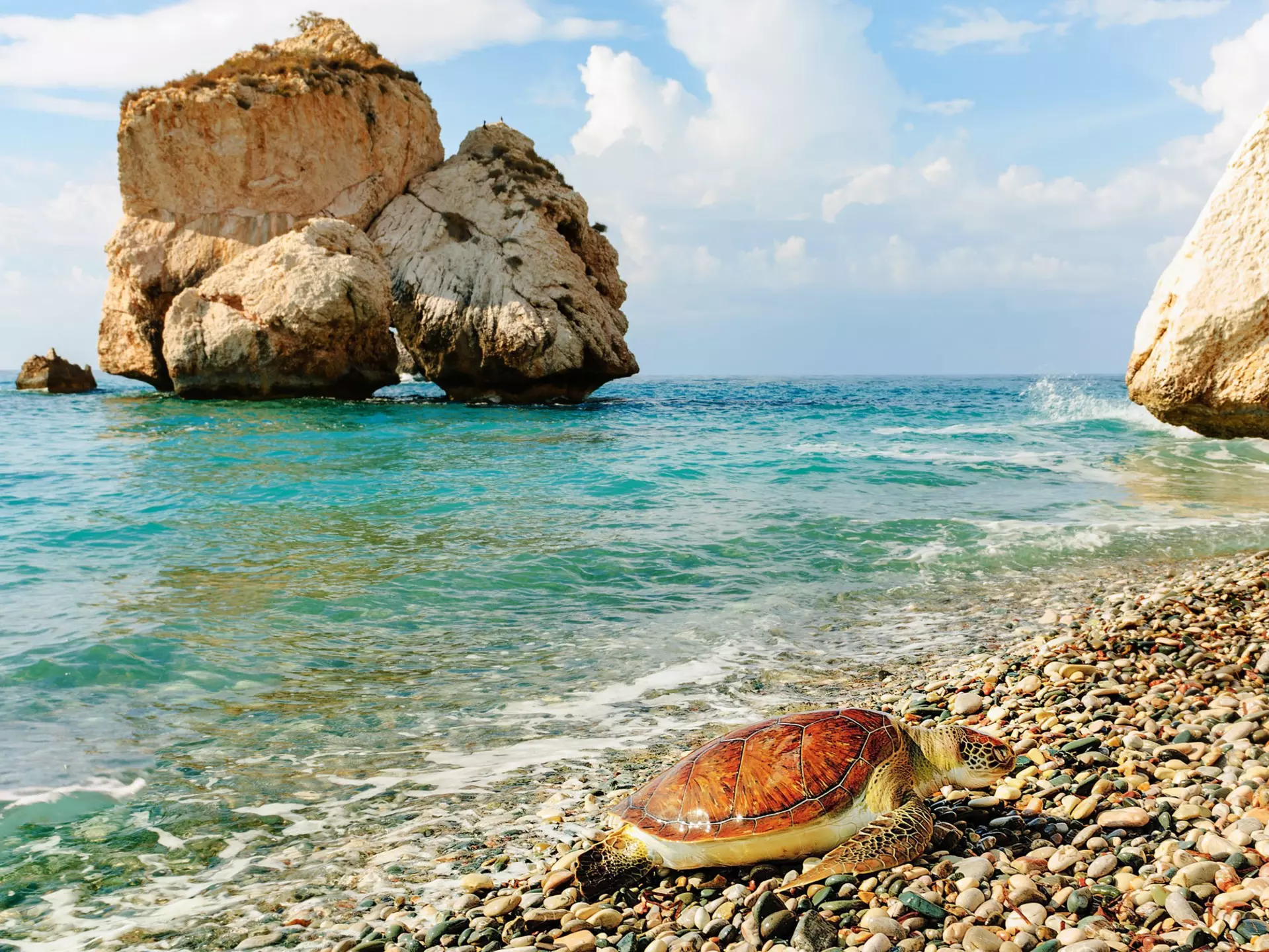 Big sea turtle on a pebble beach in Cyprus.
1155648664
Sand, Rock - Object, Tourism, Animal Wildlife, Scenics - Nature, Horizon, Republic Of Cyprus, Horizon Over Water, Beach, Water, Sky, Island, Coastline, Sea, Summer, Horizontal, Photography, Animals In The Wild, Outdoors, Cyprus Island, Travel, Turtle, No People, Sunset, Relaxation, Tranquility