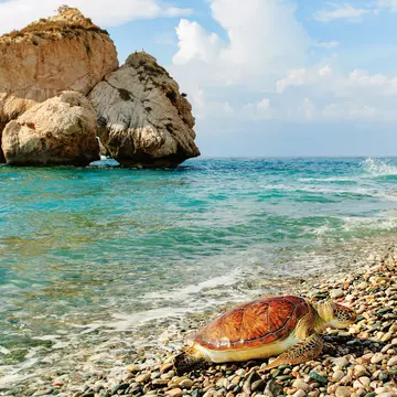 Big sea turtle on a pebble beach in Cyprus.
1155648664
Sand, Rock - Object, Tourism, Animal Wildlife, Scenics - Nature, Horizon, Republic Of Cyprus, Horizon Over Water, Beach, Water, Sky, Island, Coastline, Sea, Summer, Horizontal, Photography, Animals In The Wild, Outdoors, Cyprus Island, Travel, Turtle, No People, Sunset, Relaxation, Tranquility