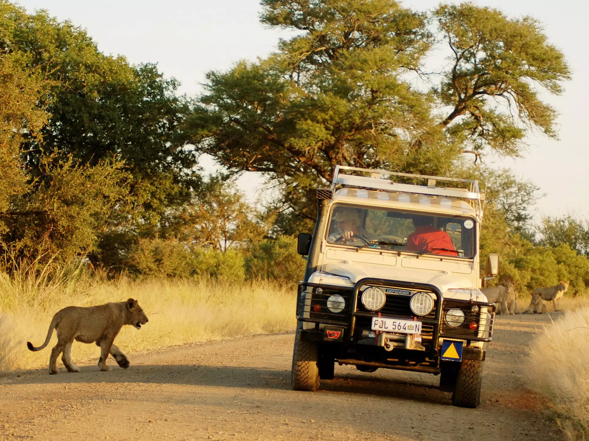 KRUGER PARK SOUTH AFRICA MAY 22: Lions just beside a tourist jeep on May 22 2007 in Kruger National park South Africa. Kruger is Africa's oldest established wildlife park (1898)., License Type: media, Download Time: 2025-10-31T15:53:08.000Z, User: katelyn.perry_lonelyplanet, Editorial: true, purchase_order: 65050 - Digital Destinations and Articles, job: wip, client: wip, other: Katelyn Perry