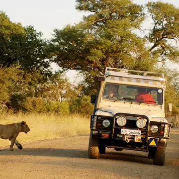 KRUGER PARK SOUTH AFRICA MAY 22: Lions just beside a tourist jeep on May 22 2007 in Kruger National park South Africa. Kruger is Africa's oldest established wildlife park (1898)., License Type: media, Download Time: 2025-10-31T15:53:08.000Z, User: katelyn.perry_lonelyplanet, Editorial: true, purchase_order: 65050 - Digital Destinations and Articles, job: wip, client: wip, other: Katelyn Perry