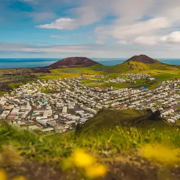 Houses of Heimaey town spread across green land below two reddish-brown volcanic cones, sea behind, yellow flowers in front