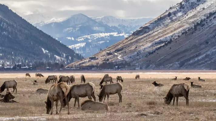 an elk herd on the national elk refuge feeding on yellow grass in winter with  the mountain town of Jackson Hole in background.  License Type: media  Download Time: 2021-01-27T13:43:51.000Z  User:   Is Editorial: No  purchase_order: