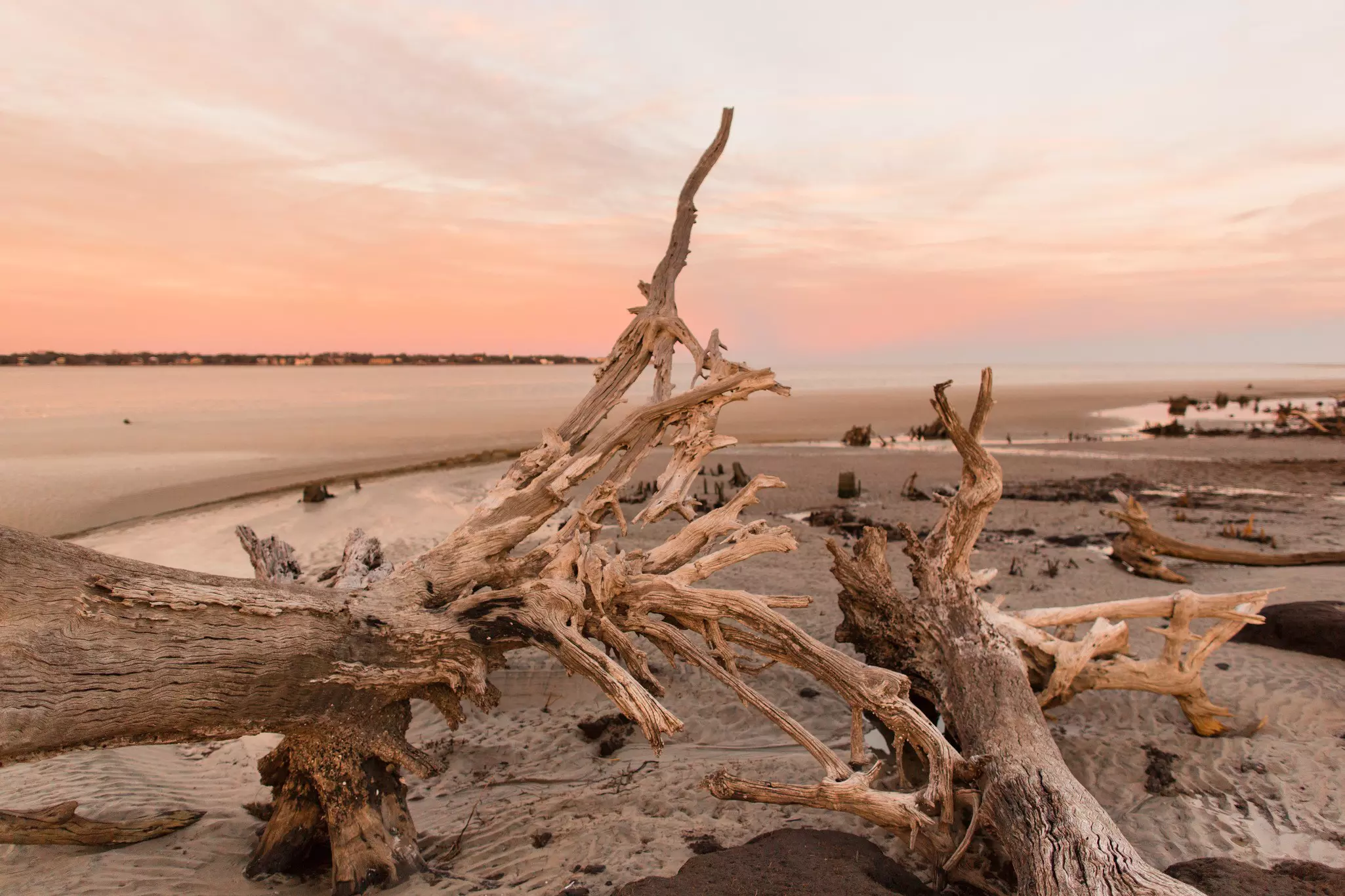 Dead trees washed up on Driftwood Beach at Jekyll Island a few days after winter storm Grayson passed through the East Coast