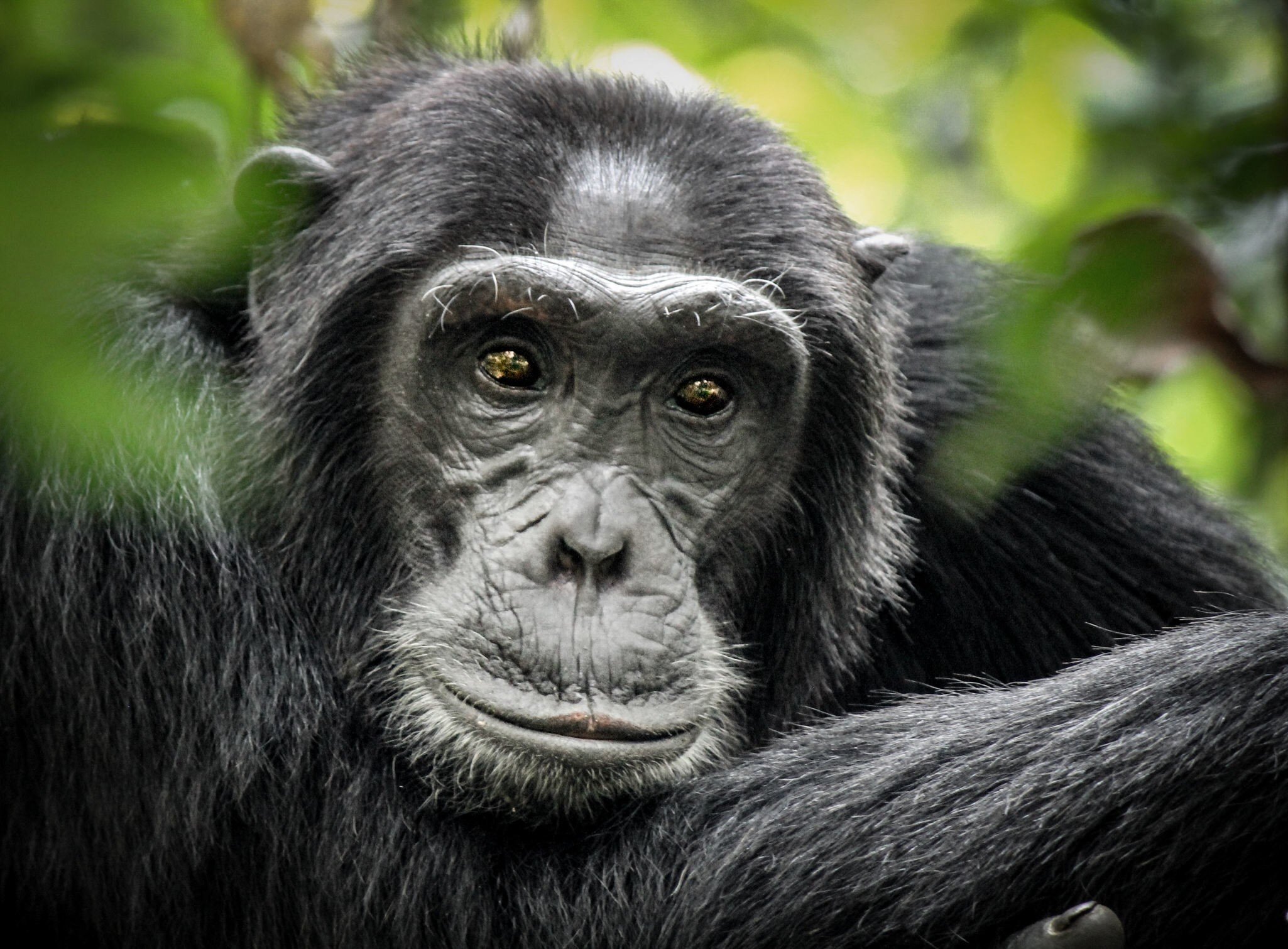 Common Chimpanzee - Scientific name - Pan troglodytes schweinfurtii portrait at Kibale Forest National Park, Rwenzori Mountains, Uganda, Africa