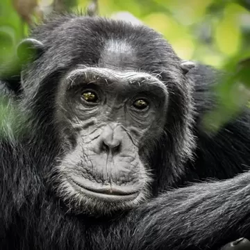 Common Chimpanzee - Scientific name - Pan troglodytes schweinfurtii portrait at Kibale Forest National Park, Rwenzori Mountains, Uganda, Africa