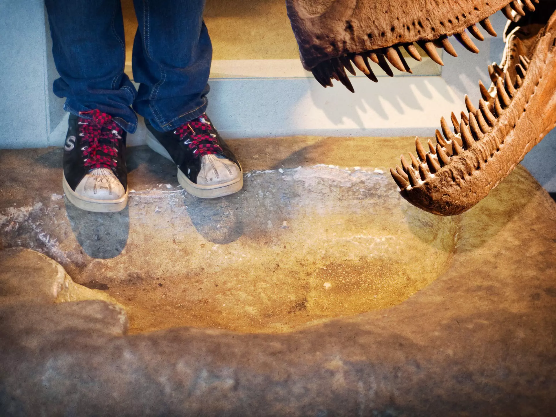 Kids will love the dinosaur fossils on display at Chicago's Field Museum of Natural History © Trina Dopp Photography / Getty Images