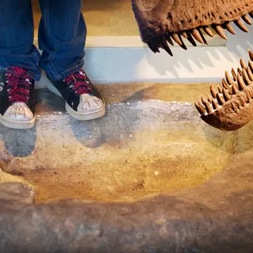 Kids will love the dinosaur fossils on display at Chicago's Field Museum of Natural History © Trina Dopp Photography / Getty Images