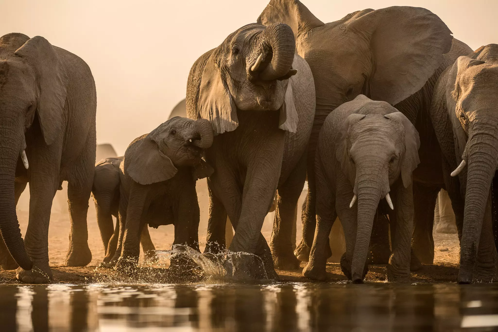 A herd of elephants dipping their trunks and kicking their feet in water.
