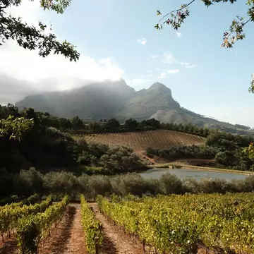 Green vine rows on red soil leading to a small lake and olive trees, with a rugged mountain under drifting cloud behind.