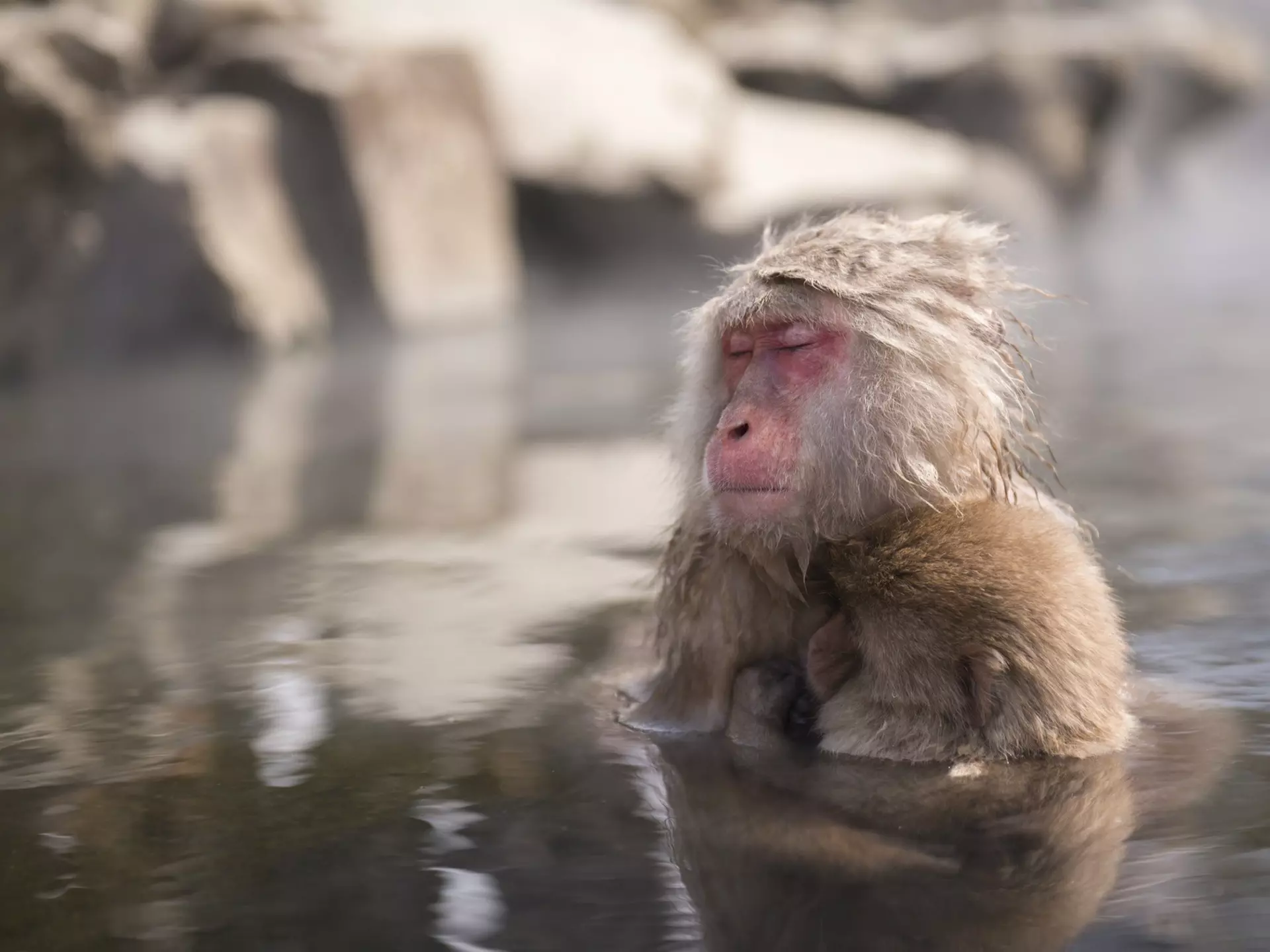 A wild monkey enters a hot spring in Nagano
858090928