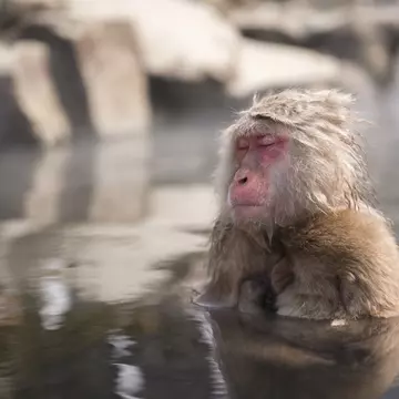 A wild monkey enters a hot spring in Nagano
858090928