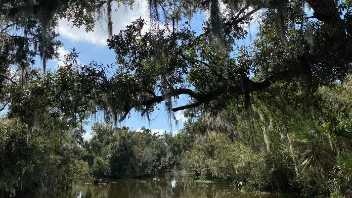 Spanish moss hanging in the Barataria. 