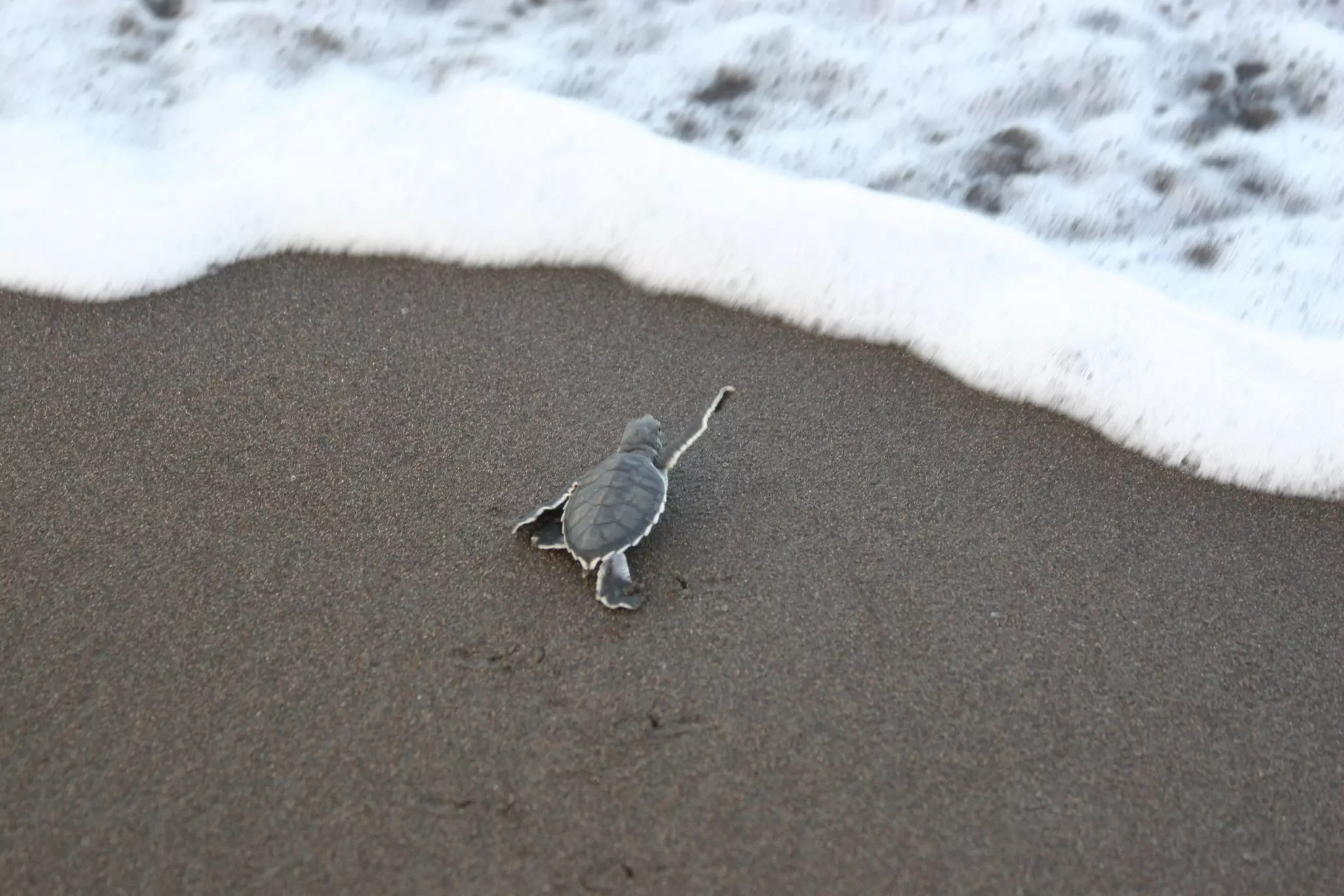 A tiny newly hatched sea turtle crosses the sand on its way into the ocean