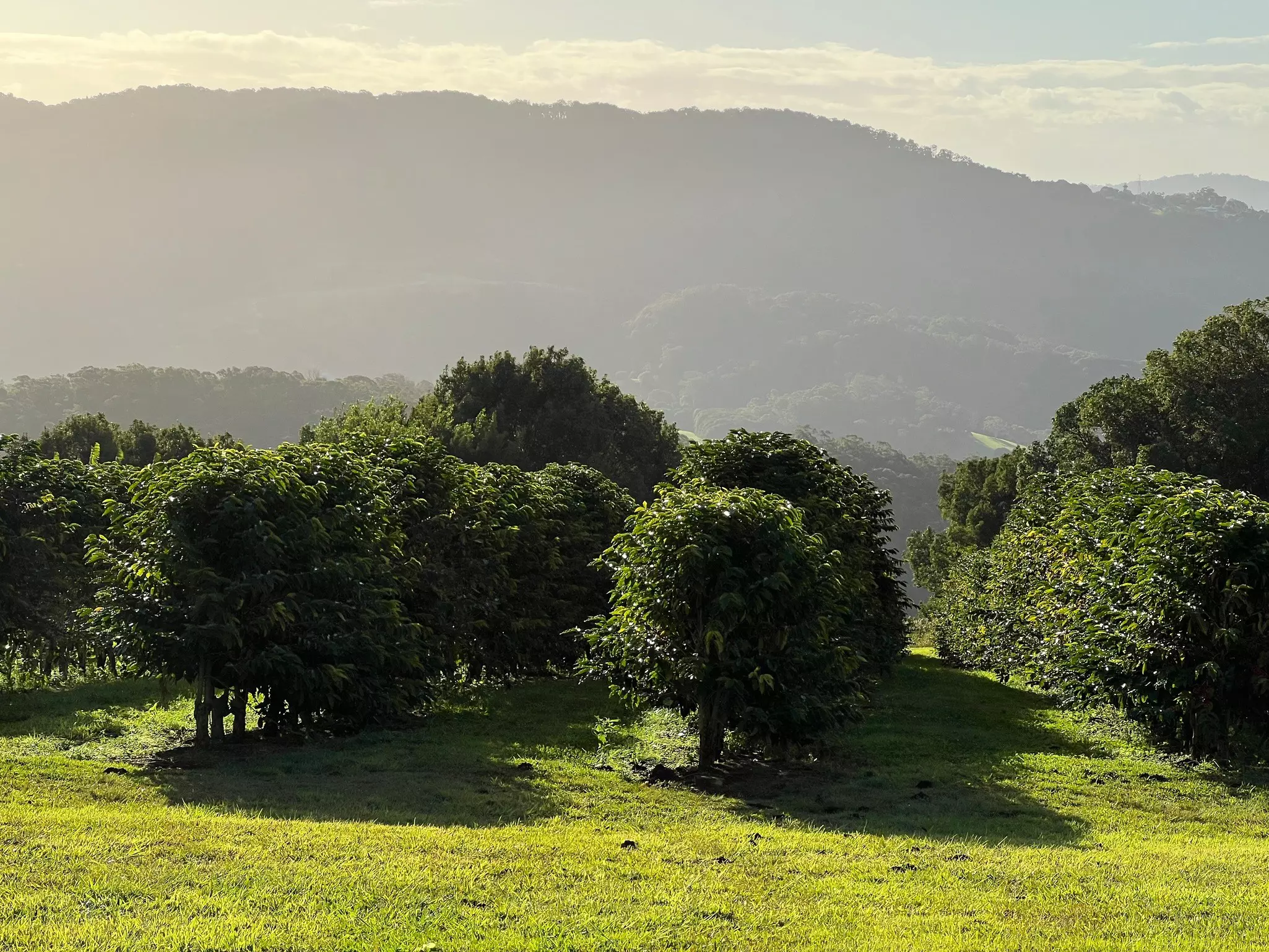 Coffee trees at Origin House, a boutique accommodation provider in the Tweed, NSW. Jessica Lockhart/Lonely Planet