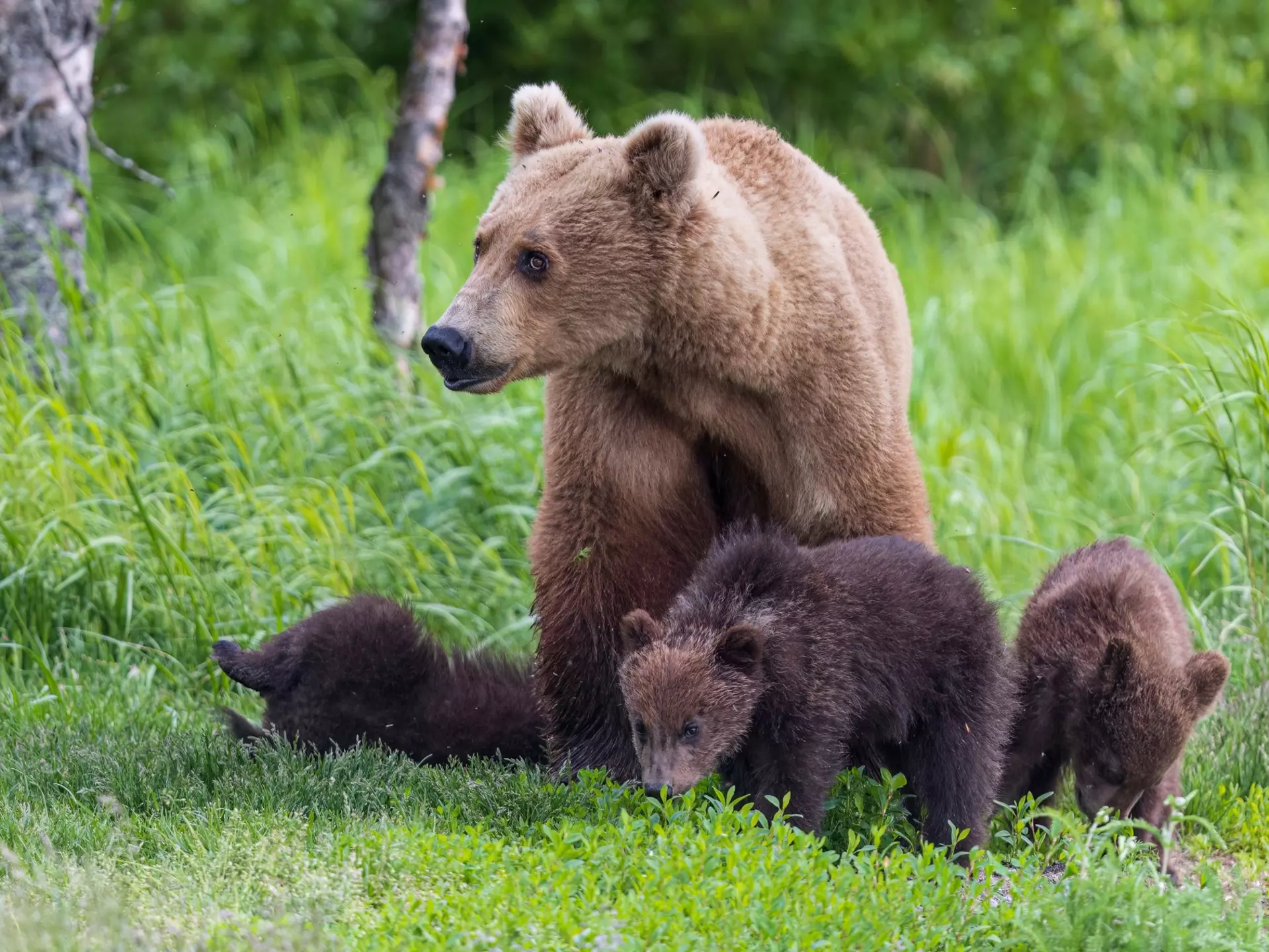 Wild coastal brown bear cub in Katmai National Park (Alaska)., License Type: media, Download Time: 2025-12-03T19:44:16.000Z, User: mvm_lonelyplanet, Editorial: false, purchase_order: 56530 - Guidebooks, job: Alaska 15, client: Global Publishing-WIP, other: Virginia Moreno