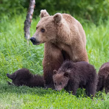 Wild coastal brown bear cub in Katmai National Park (Alaska)., License Type: media, Download Time: 2025-12-03T19:44:16.000Z, User: mvm_lonelyplanet, Editorial: false, purchase_order: 56530 - Guidebooks, job: Alaska 15, client: Global Publishing-WIP, other: Virginia Moreno