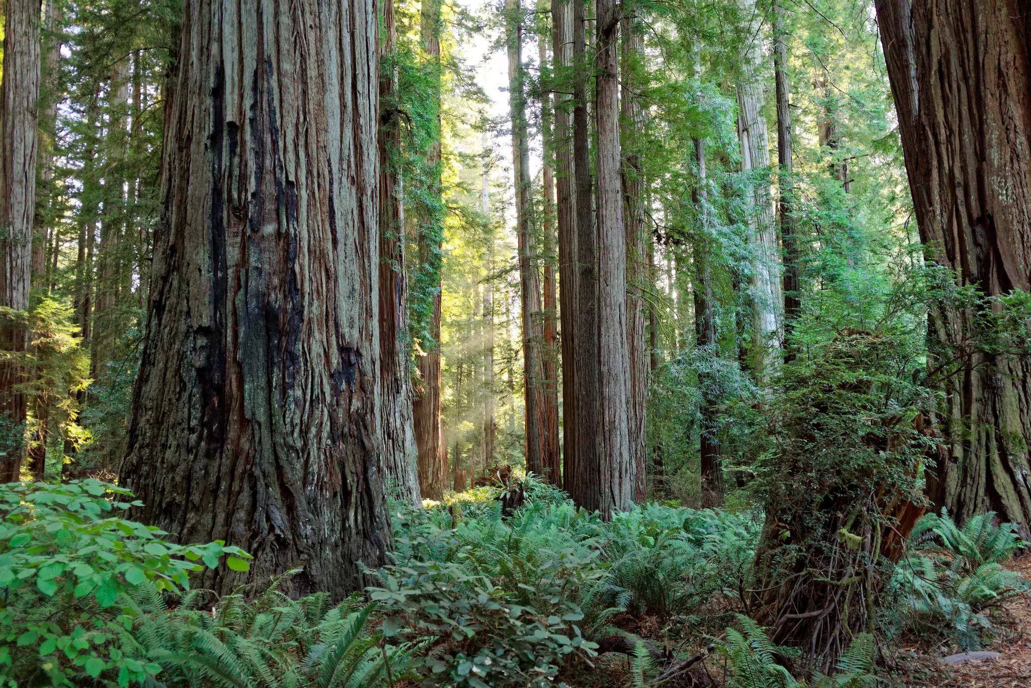 Redwood National and State Parks.