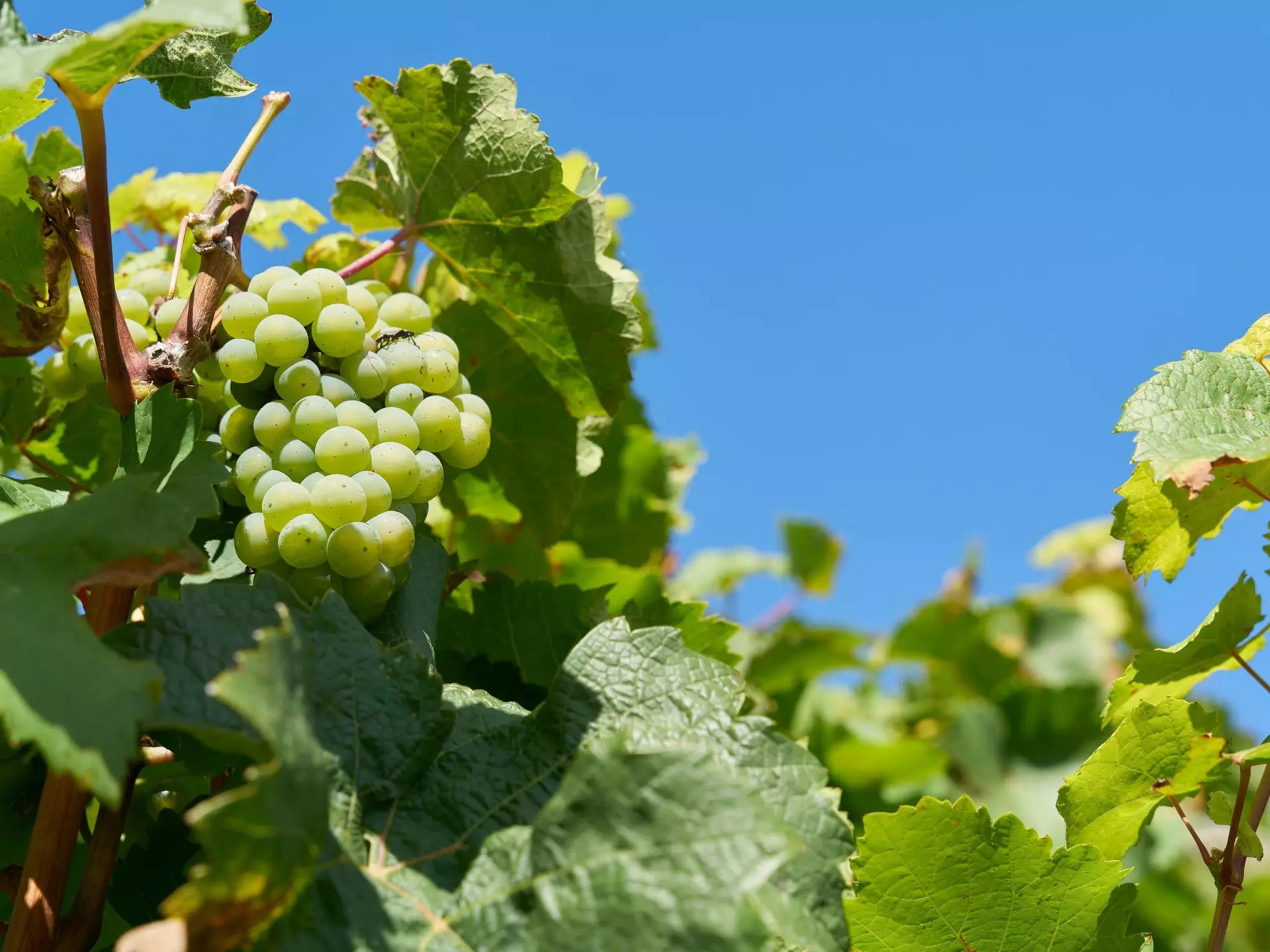  Grapes of the Silvaner grape variety under a blue sky at a vineyard above the city of Würzburg in Germany                              , License Type: media, Download Time: 2025-11-14T02:08:08.000Z, User: katherineeloisemarsh73, Editorial: false, purchase_order: 56530 - Guidebooks, job: Global Publishing-WIP, client: Munich Bavaria & the Black Forest 9, other: Kat/Marsh