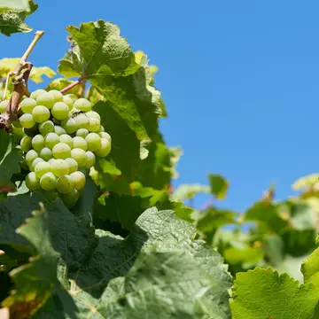  Grapes of the Silvaner grape variety under a blue sky at a vineyard above the city of Würzburg in Germany                              , License Type: media, Download Time: 2025-11-14T02:08:08.000Z, User: katherineeloisemarsh73, Editorial: false, purchase_order: 56530 - Guidebooks, job: Global Publishing-WIP, client: Munich Bavaria & the Black Forest 9, other: Kat/Marsh