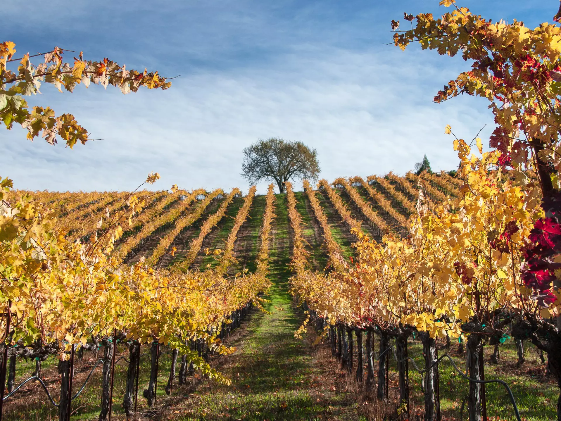 A Sonoma vineyard. Joe Becerra/Shutterstock