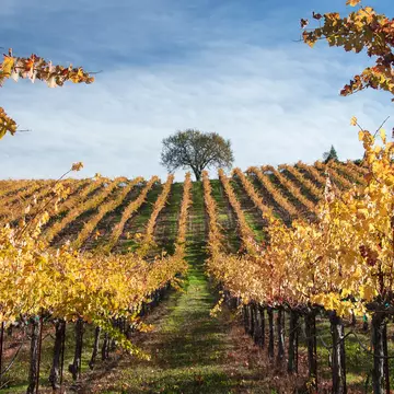 A Sonoma vineyard. Joe Becerra/Shutterstock
